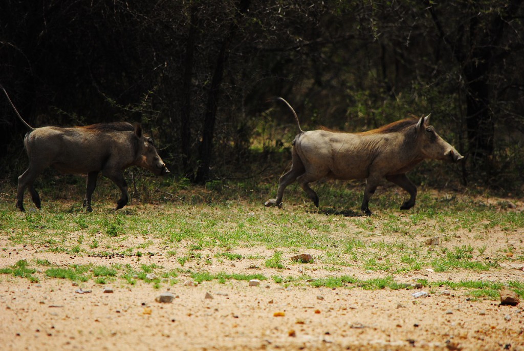 Phacochères - Moditlo river lodge, Afrique du Sud