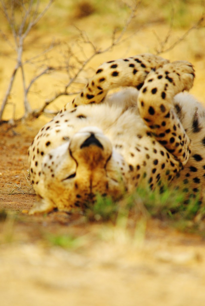 Guépard - Moditlo river lodge, Afrique du Sud