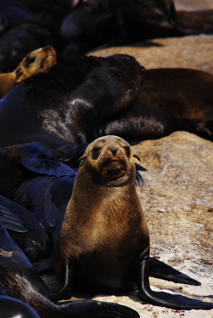 Otarie du Cap - Druiker Island, Afrique du Sud