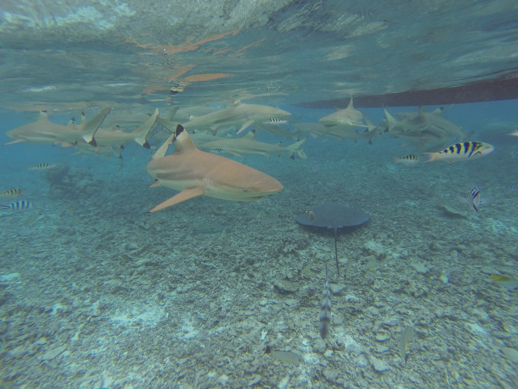 Safari raies, requins et pique nique sur un motu - Bora Bora, Polynésie Française
