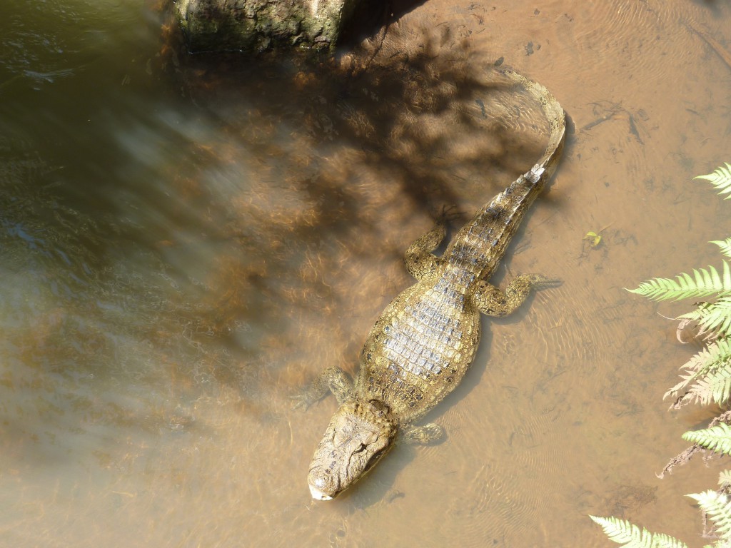 Caïman à proximité des Chutes d'Iguaçu