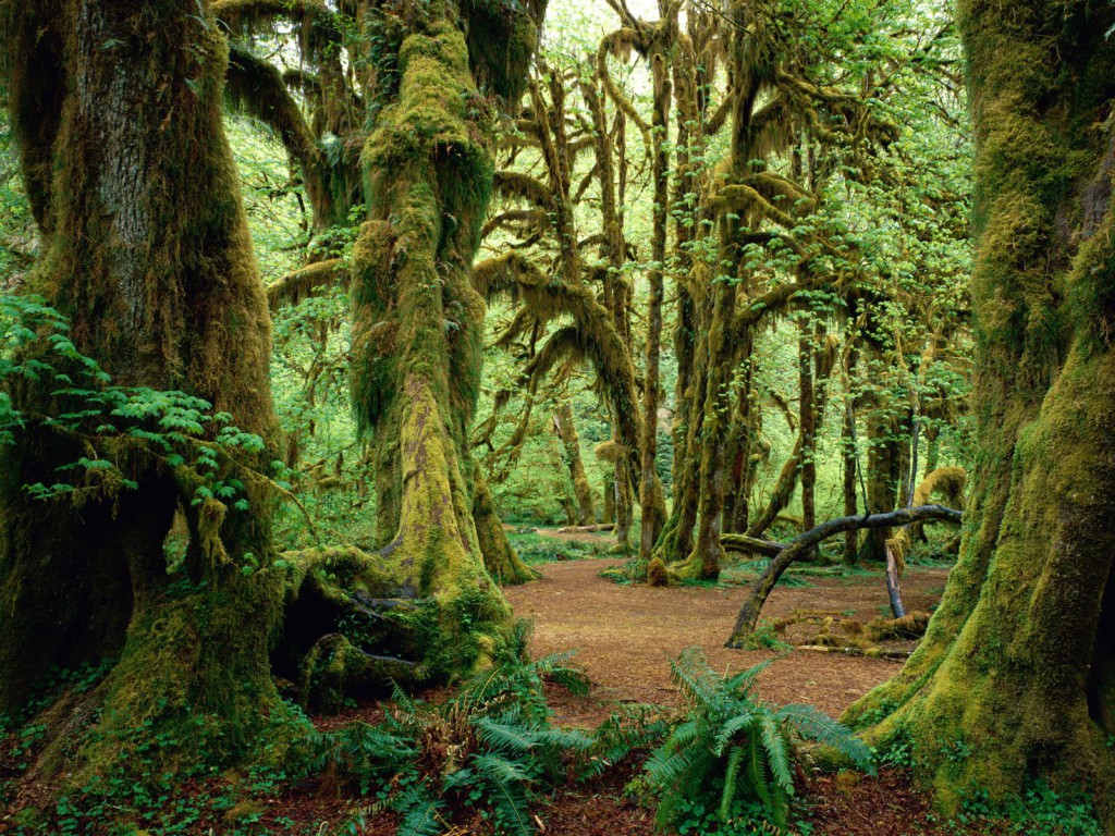 Olympic National Park - Washington