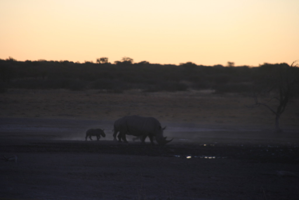 Rhinocéros, Khama Rhino Sanctuary Park