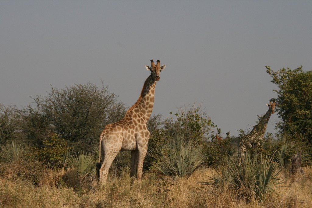 Couple de girafes