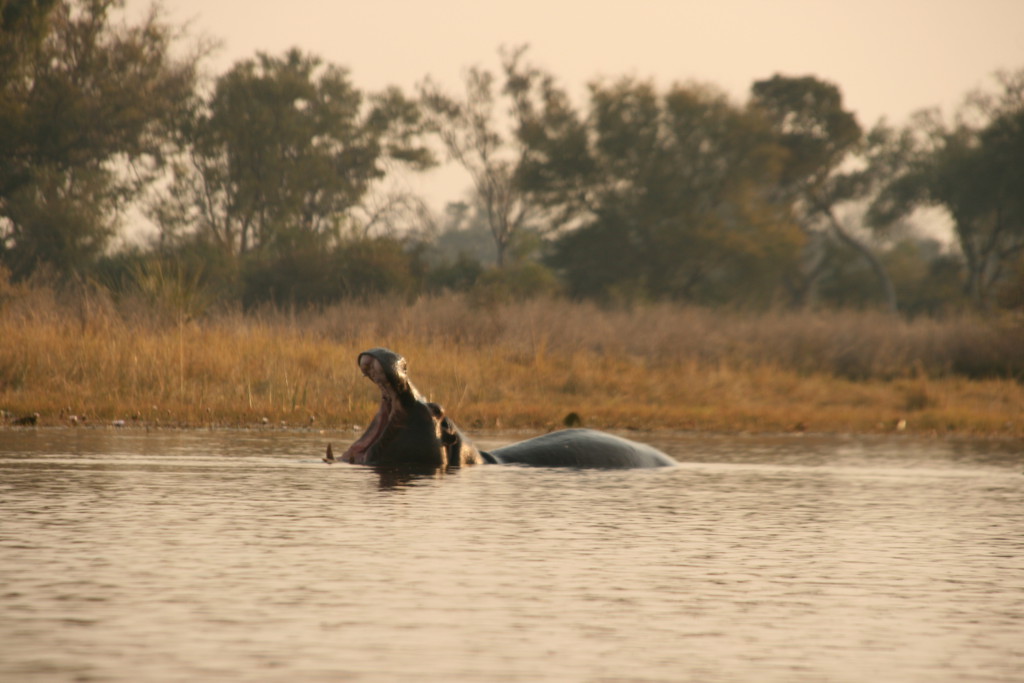 Hippopotame, Delta de l'Okavango