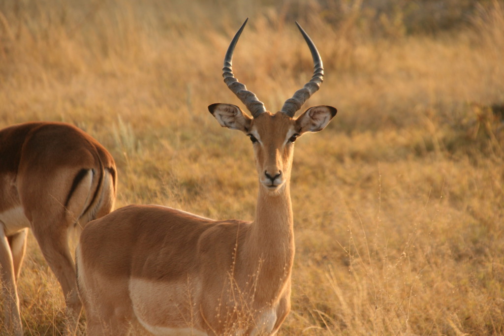 Impala, Khama Rhino Sanctuary Park