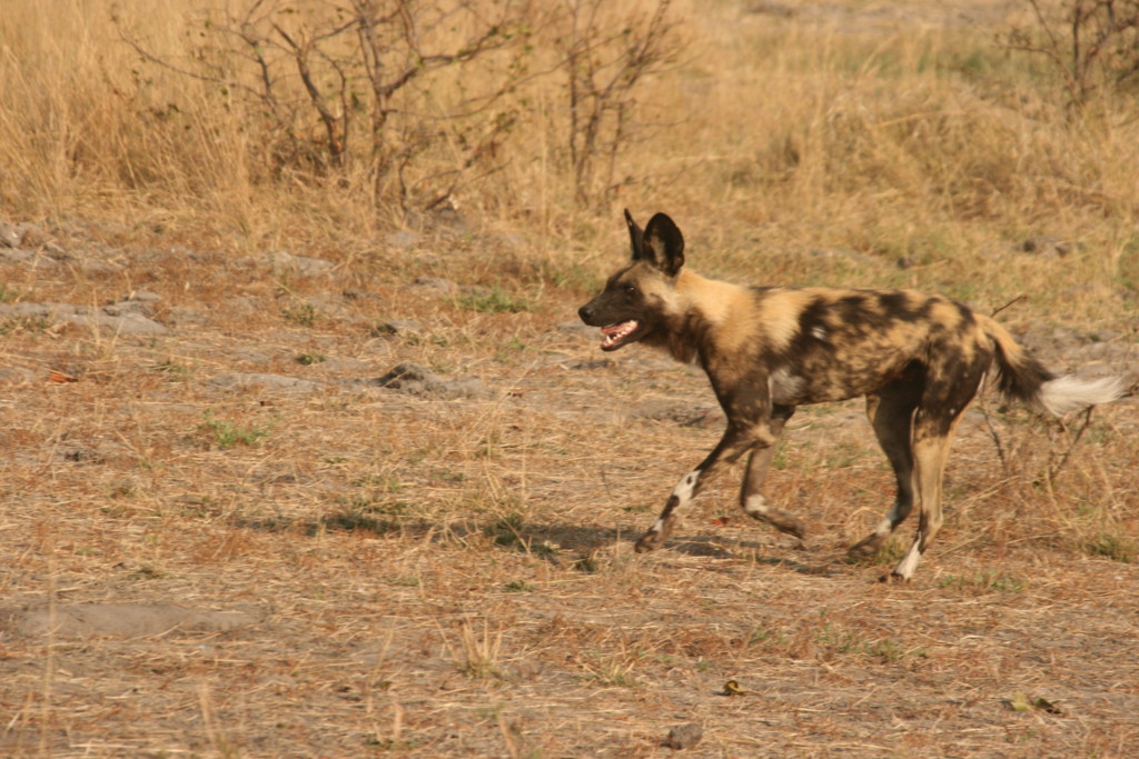 Wild dogs (Lycaon)