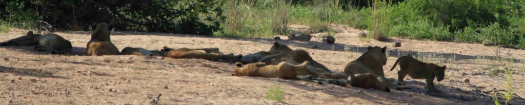 Lionnes - Park Krüger