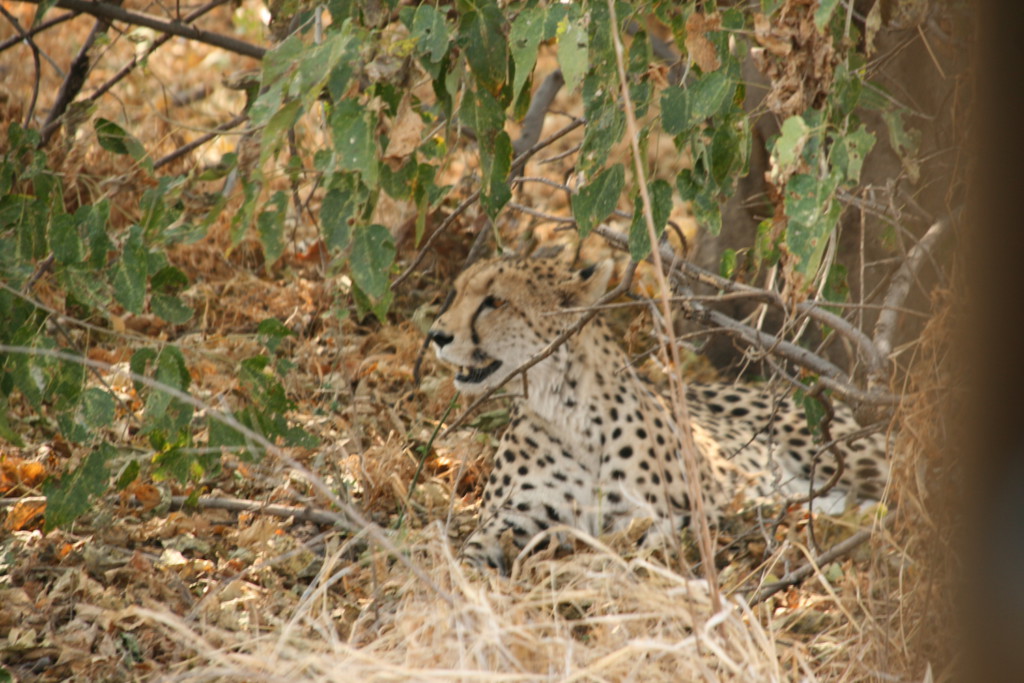 Guépard sous un arbre