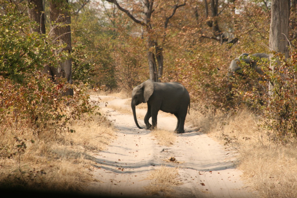 Famille d'éléphants