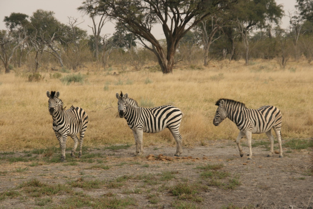 Zèbres, Khama Rhino Sanctuary Park