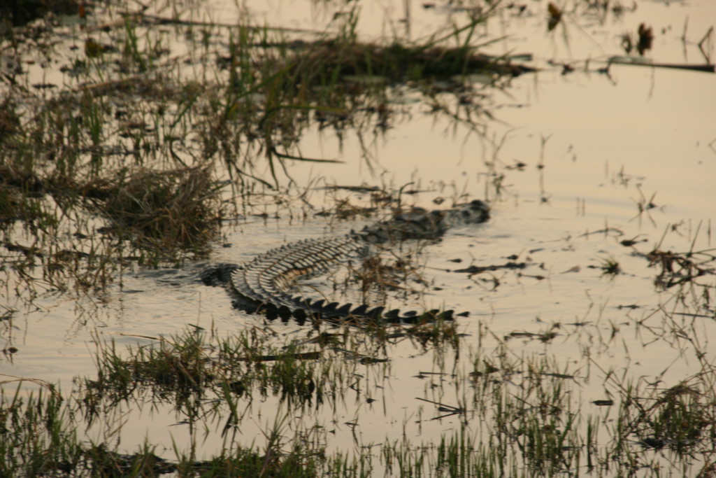 Crocodile, Zambie