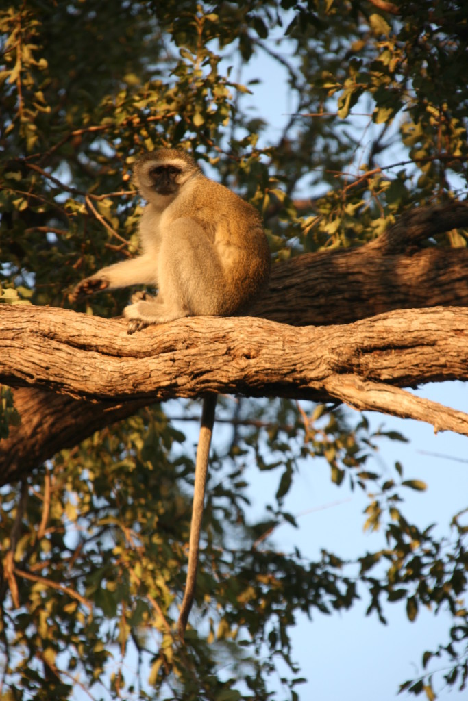 Singe vert, Delta de l'Okavango