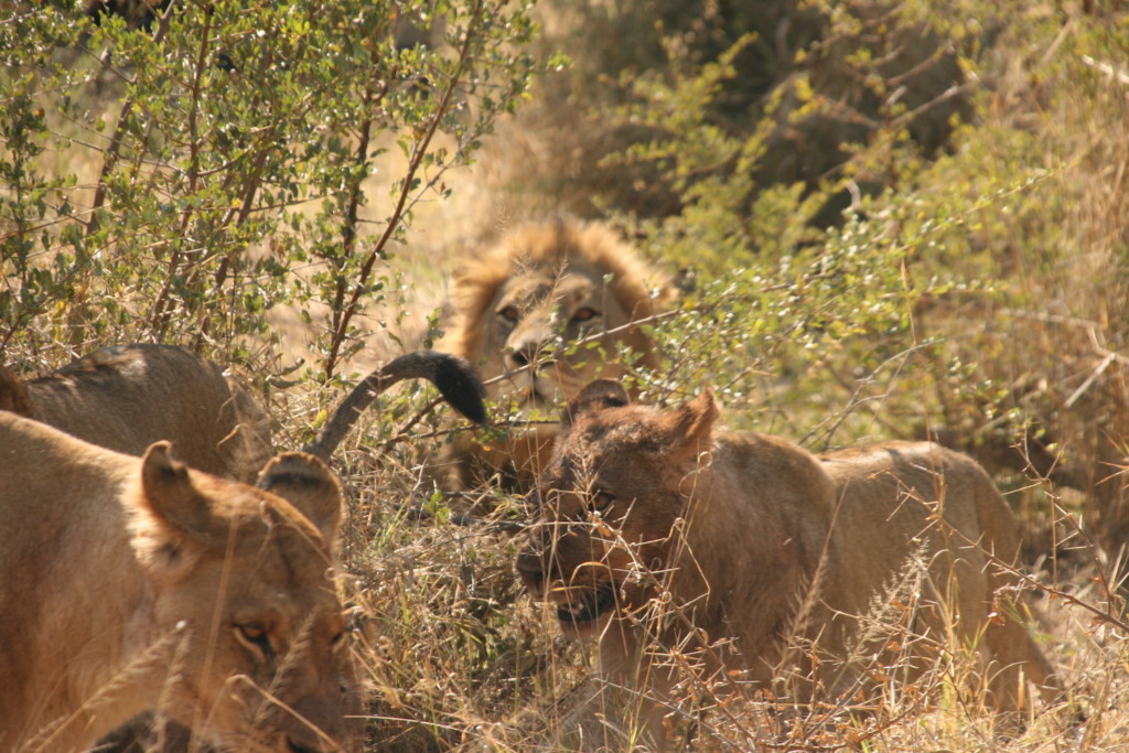 Famille de lions