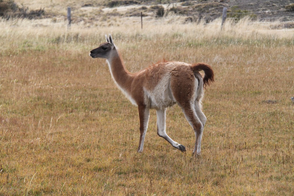 Guanaco à Torre del Paine