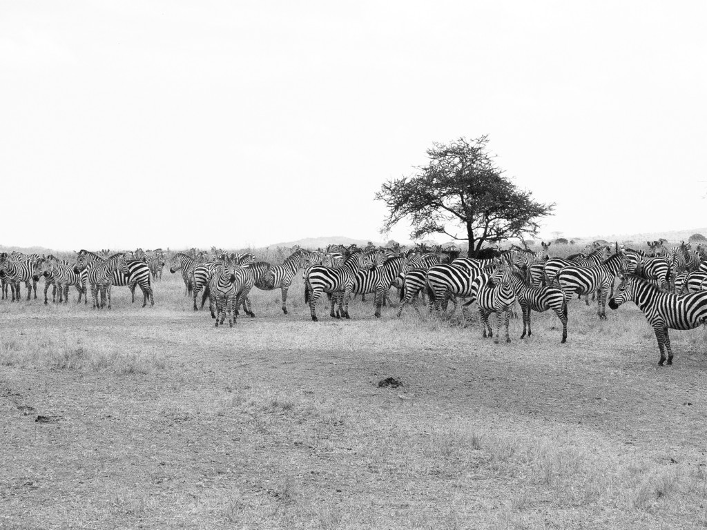 Parc du Serengeti