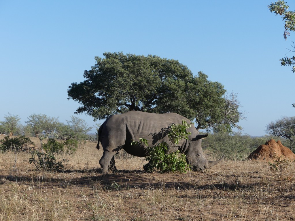 Rhinocéros - réserve privée de Sabi Sabi