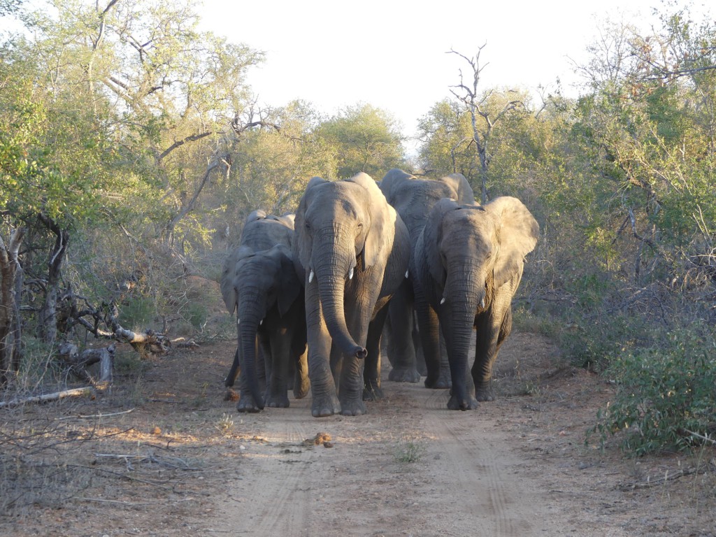 Troupeau d'éléphants - réserve privée de Karongwe