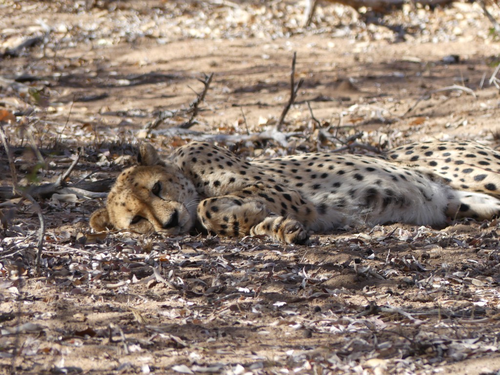 Guépard somnolant dans la réserve privée de Moditlo river lodge