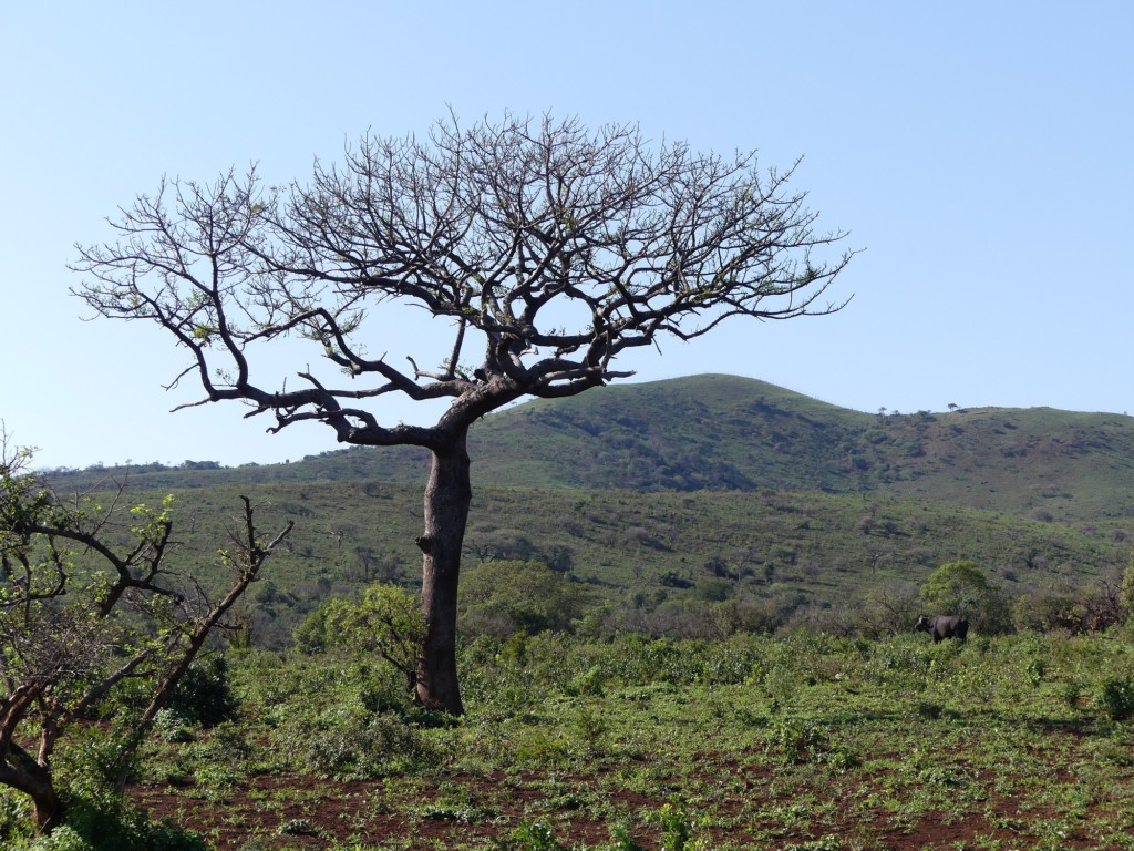 Paysage de Hluhluwe