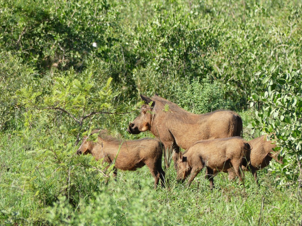 Phacochères - Parc de Hluhluwe