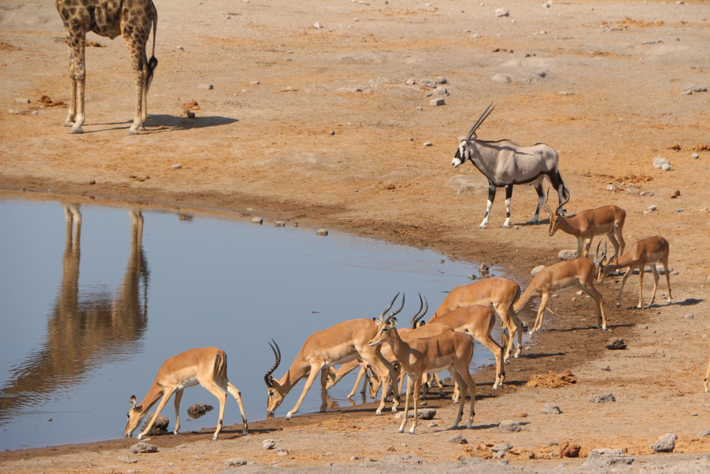 Etosha National Park