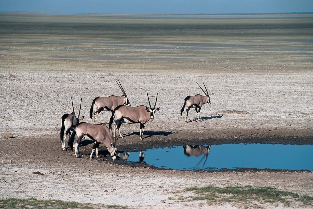 Etosha National Park