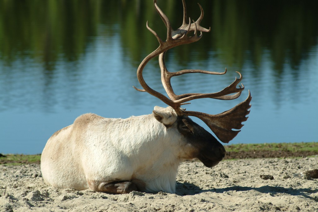 Caribou