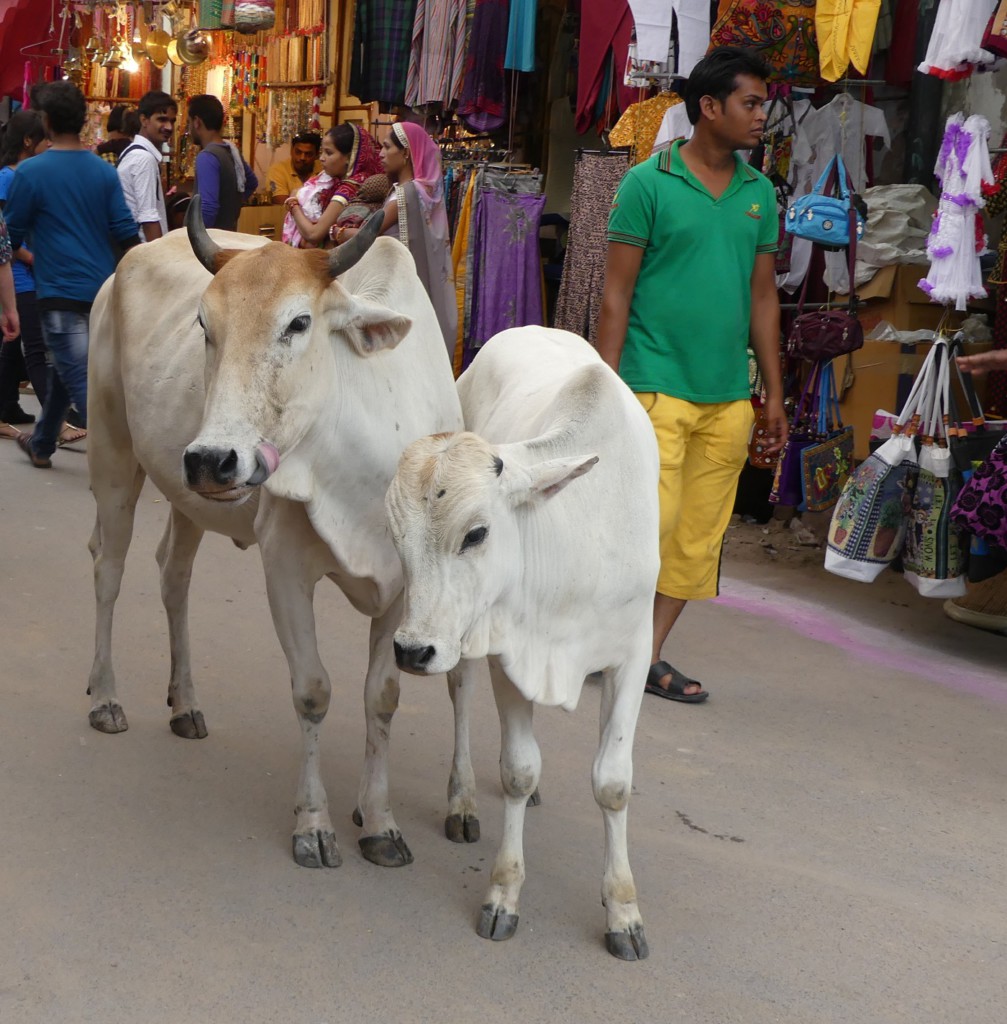 Souk de Pushkar, Rajasthan, Inde 