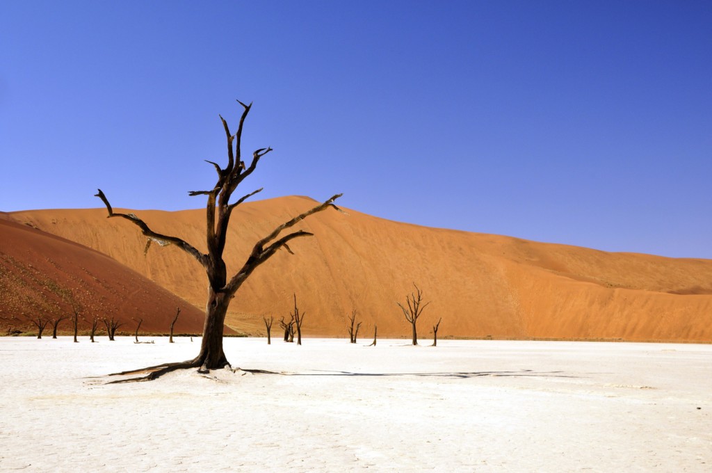Savane, océan, désert : pendant l’été austral, les paysages infinis de Namibie