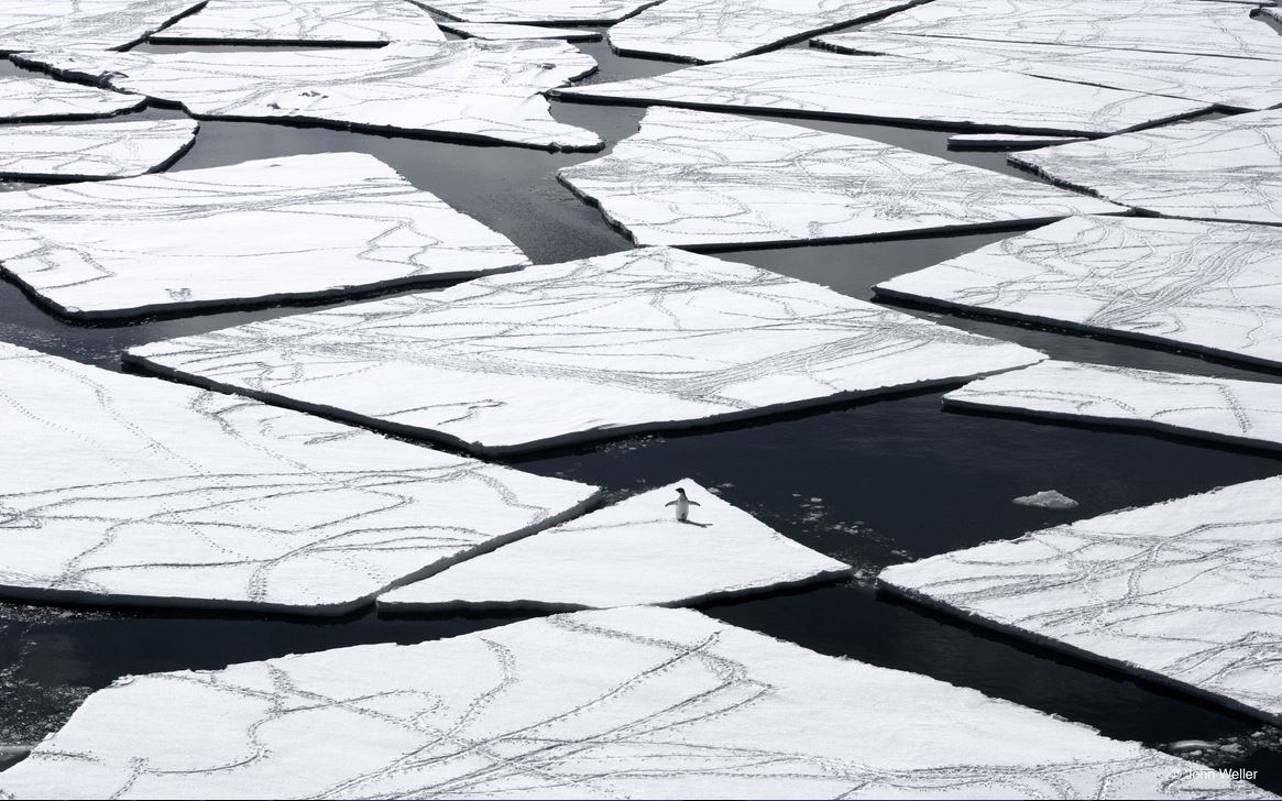 pingouin antarctique