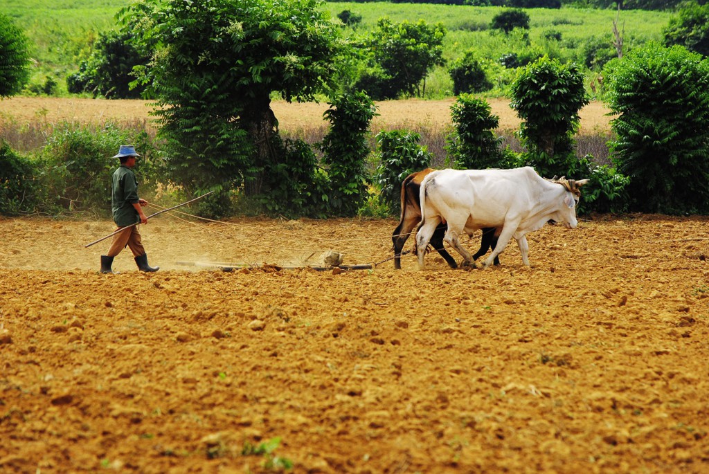 Agriculteur à Vinales - Cuba