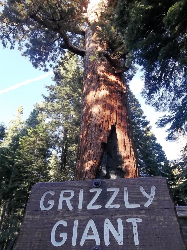 Yosemite National Park, Sequoia