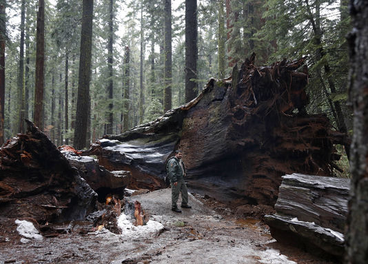 Pioneer Cabin Tree, Californie après la tempête