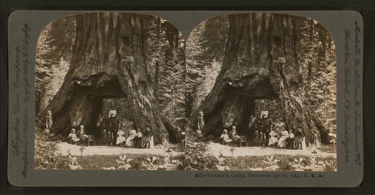 Le Pioneer Cabin Tree au XIXe siècle