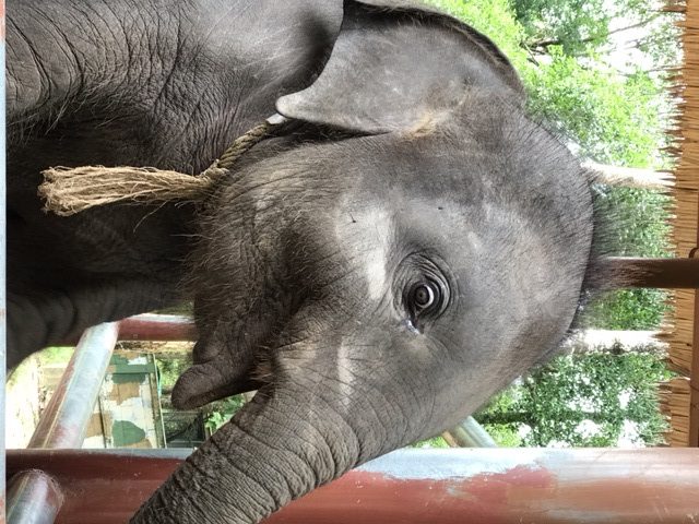 Bébé éléphant Koh Samui