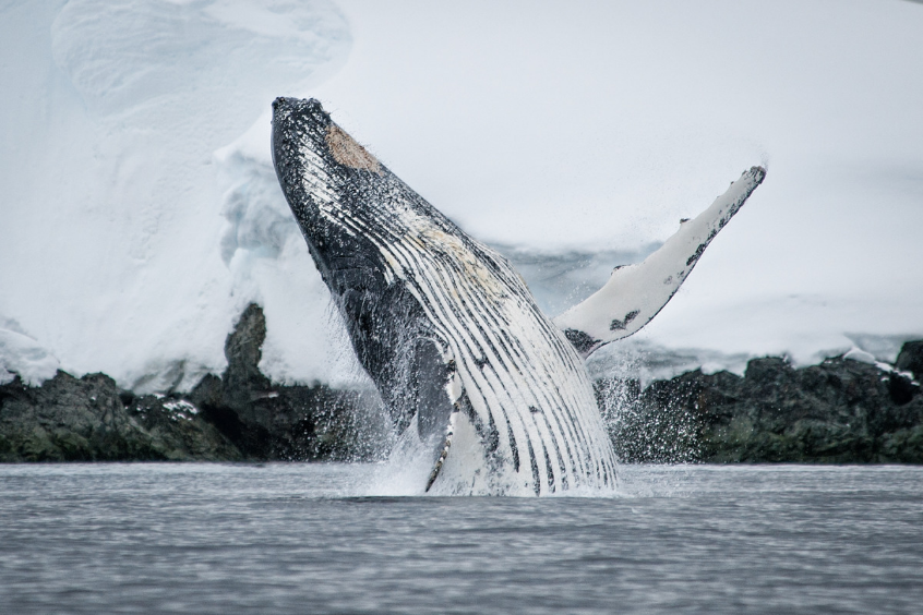 Baleine, Antarctique