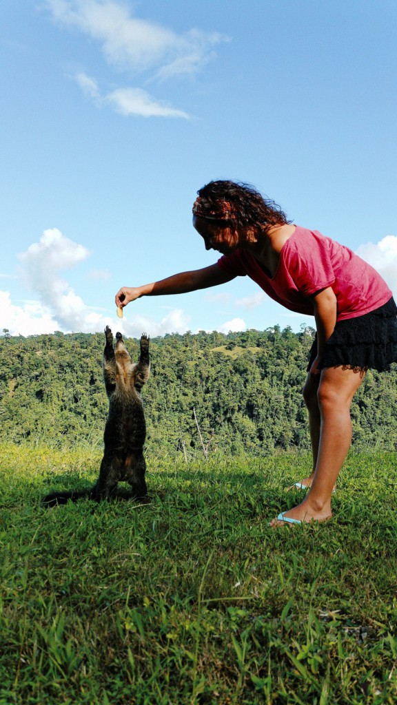 Coati