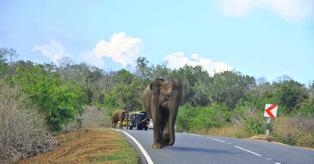 Parc national de Yala, Sri Lanka