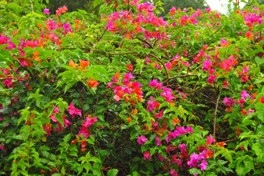 Jardin Botanique de Kandy, Sri Lanka