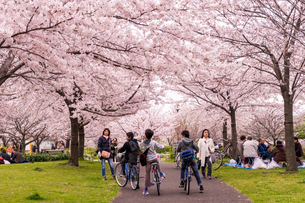 Hanami - Tokyo, Japon