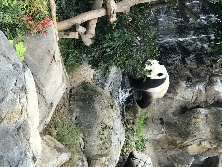 Panda Ocean Park Hong Kong