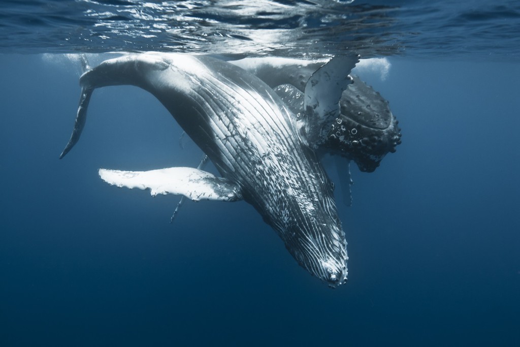 Cétacés baleines © IRT Eric Lamblin