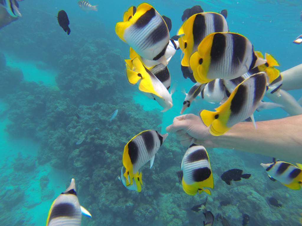 Bora Bora - Jardin de corail