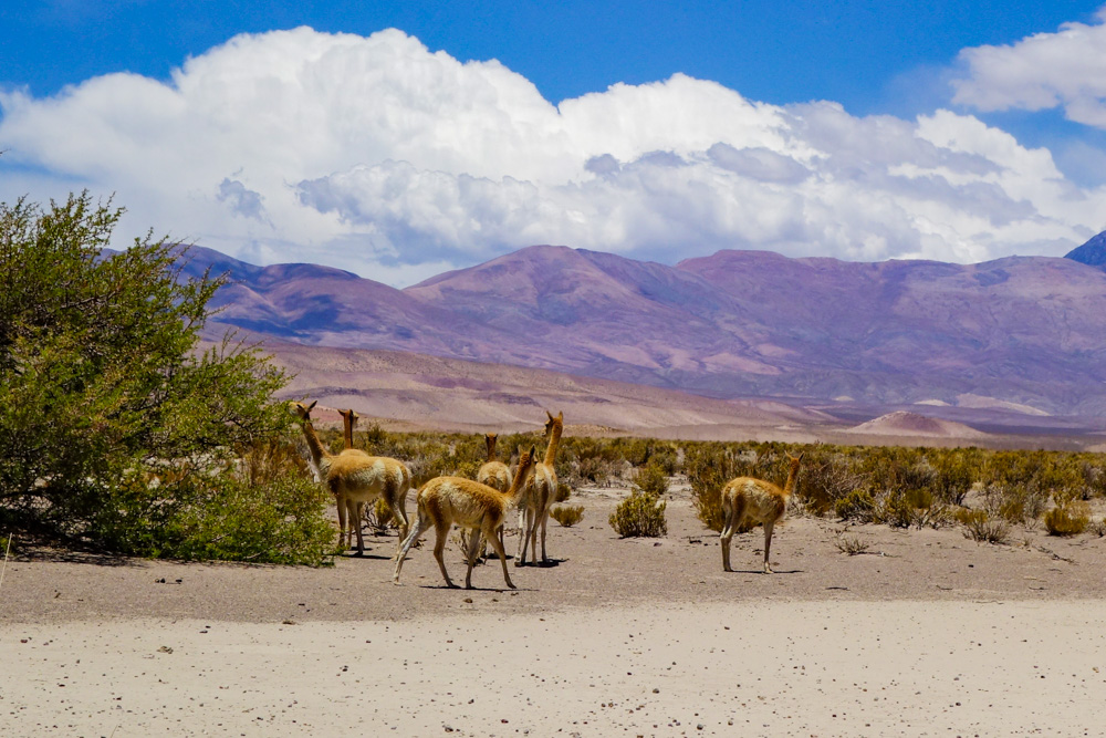 Lamas et vigognes, Argentine
