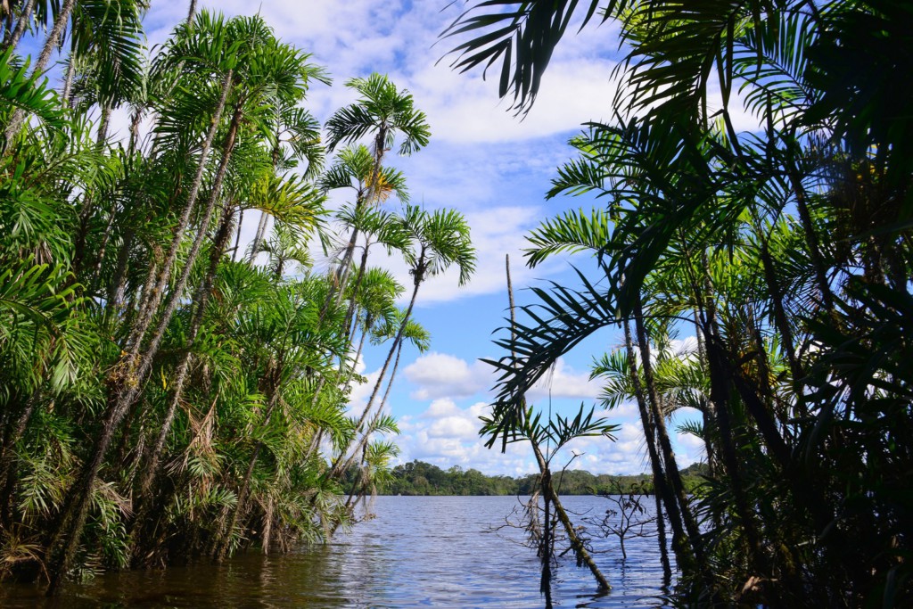Forêt Amazonienne, Equateur