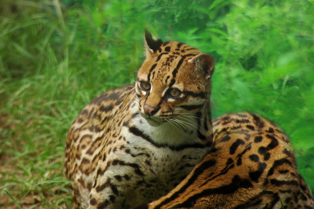 Faune et flore tropicale, Amazonie, Equateur