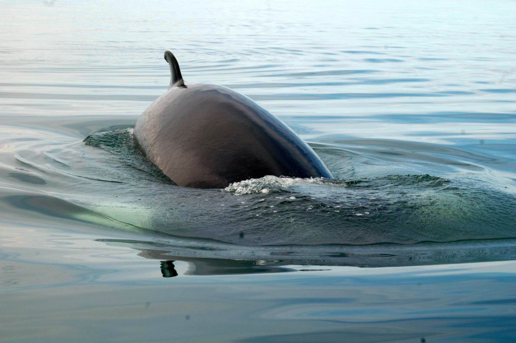 Baleines, Québec, Canada