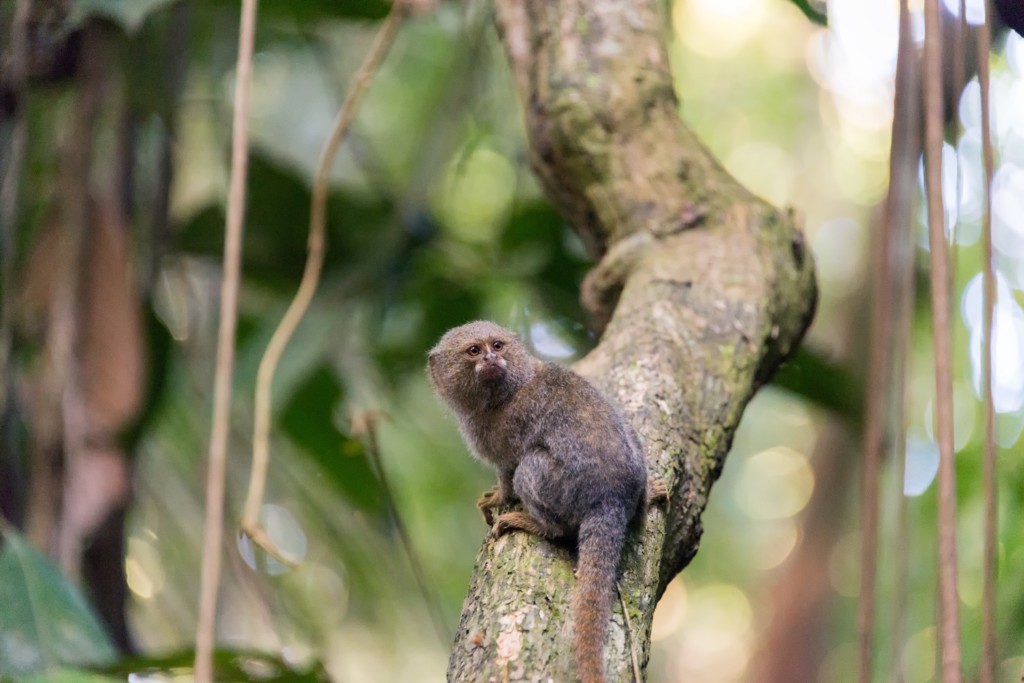 Ouistiti Pygmée, Forêt amazonienne