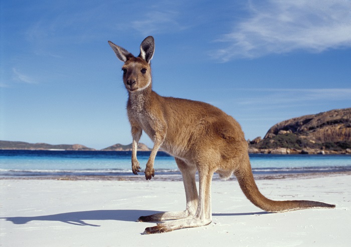 Australie, pays des Kangourous